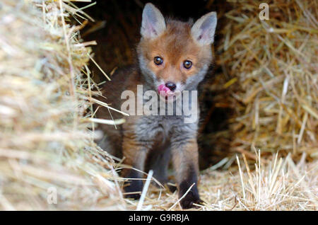 Fox Cub gefunden Stockfoto