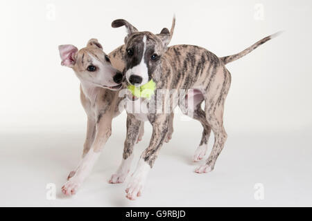 Whippet, Welpen, Rüden, 12 Wochen Stockfoto