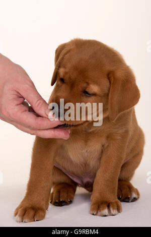Labrador Retriever, gelb, Welpen, 8 Wochen / fox rot Stockfoto