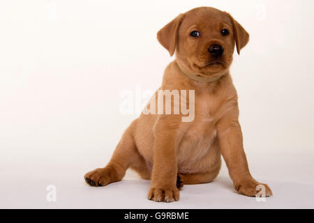 Labrador Retriever, gelb, Welpen, 8 Wochen / fox rot Stockfoto