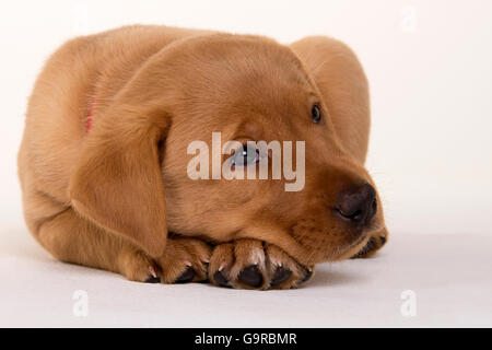 Labrador Retriever, gelb, Welpen, 8 Wochen / fox rot Stockfoto