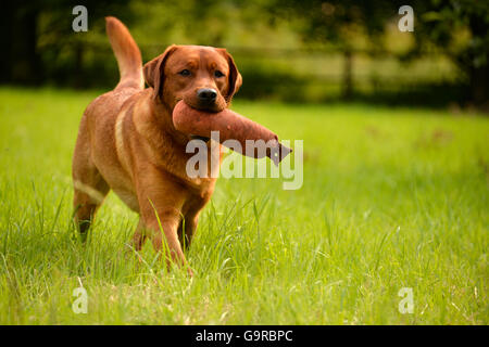 Labrador Retriever Abrufen von dummy, gelb, männlichen Hund, Erwachsene / fox rot Stockfoto