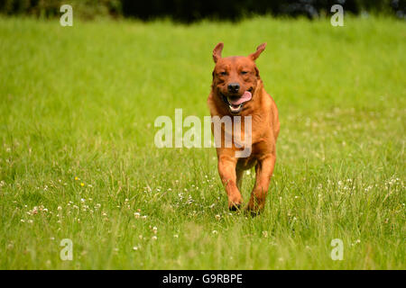 Labrador Retriever, gelb, Rüde, Erwachsene / fox rot Stockfoto