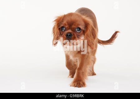 Cavalier King Charles Spaniel, Männlich, Ruby, Welpen, 4 Monate Stockfoto