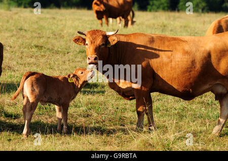 Limousin-Rinder, Kuh mit Kalb / Mutterkuhhaltung Kuh Haltung Stockfoto