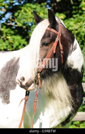 Irish Tinker, Schecken, Stute Stockfoto