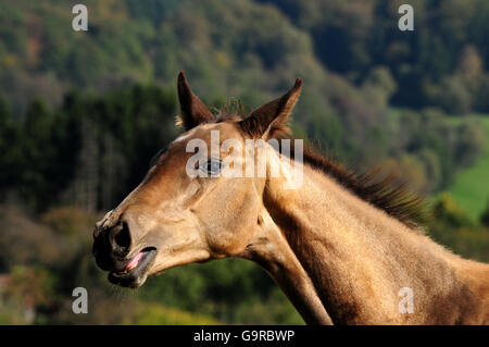 Akhal Teke, Fohlen, dun Stockfoto