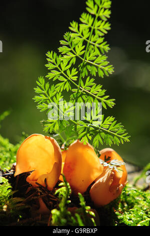 Orange Peel Fungus (Aleuria Aurantia) Stockfoto