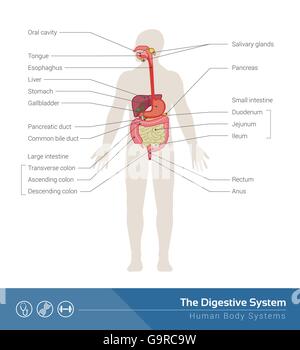 Das menschliche Verdauungssystem medizinische Illustration mit inneren Organen Stock Vektor