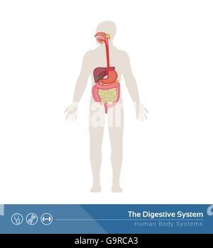 Das menschliche Verdauungssystem medizinische Illustration mit inneren Organen Stock Vektor