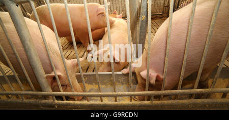 groß und Fett Schweine in einem Stall auf einem Bauernhof Stockfoto