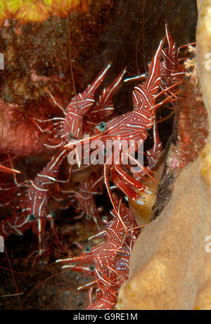 Durban-Scharnier-Schnabel-Garnelen, Bali, Indonesien / (Rhynchocinetes Durbanensis) Stockfoto