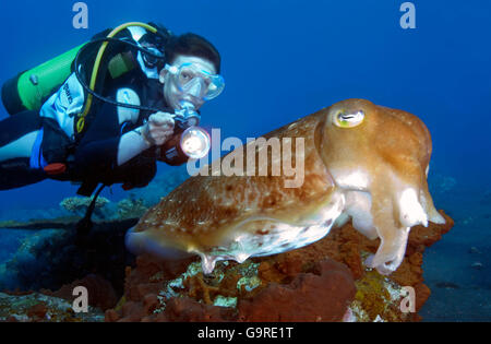 Riff-Tintenfisch und Taucher, Bali, Indonesien / (Sepia finden) Stockfoto