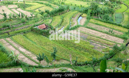 Reis Terrassen, Bali, Indonesien / Reis Feld Stockfoto