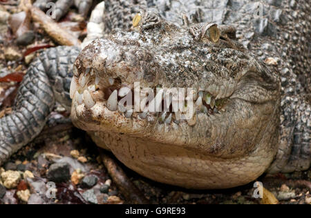 Mündungs Crodocile / (Crocodylus Porosus) / Salzwasser-Krokodil Stockfoto