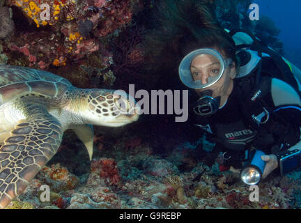 Taucher und grünen Meeresschildkröte / (Chelonia Mydas) Stockfoto