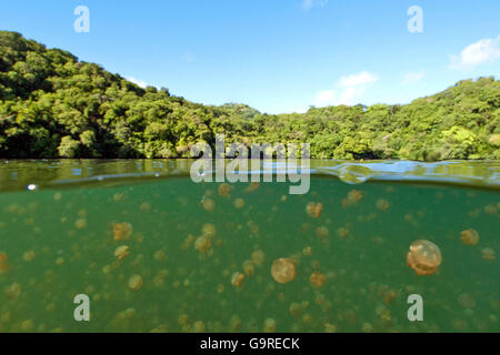 Jellyfish Lake, Palau, Mikronesien / (Mastigias Papua) Stockfoto