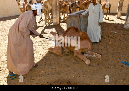 Mann branding Dromedar, Quarantänestation der Kamelmarkt, El Shalateen, Ägypten / (Camelus Dromedarius) / One bucklig Camel Stockfoto