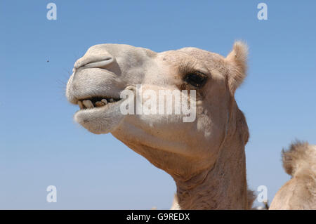 Dromedar / (Camelus Dromedarius) / One bucklig Camel Stockfoto