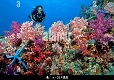 Taucher und weichen Korallen, Phuket, Similan Islands, Andamanensee, Thailand Stockfoto