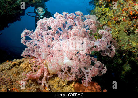 Taucher und weichen Korallen, Phuket, Similan Islands, Andamanensee, Thailand Stockfoto