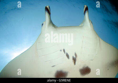 Manta, Yap, Mikronesien / (Manta Birostris) / Sting Ray, Teufels Ray Stockfoto