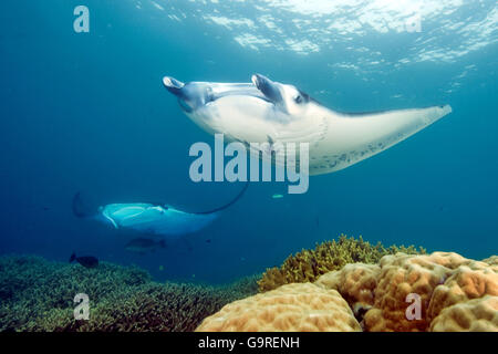 Manta, Yap, Mikronesien / (Manta Birostris) / Sting Ray, Teufels Ray Stockfoto