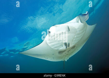 Manta, Yap, Mikronesien / (Manta Birostris) / Sting Ray, Teufels Ray Stockfoto