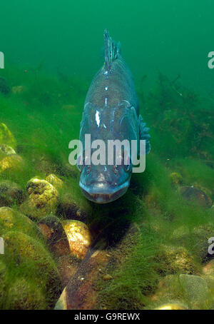 Europäische Zander / (Stizostedion Lucioperca, Sander Lucioperca) / / Zander, Zander, Zander, Zander Stockfoto