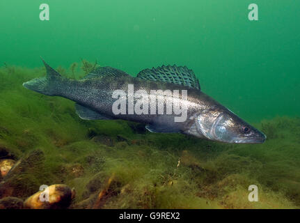 Europäische Zander / (Stizostedion Lucioperca, Sander Lucioperca) / / Zander, Zander, Zander, Zander Stockfoto