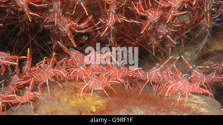 Dancing Shrimp / (Rhynchocinetes Durbanensis) / Scharnier-Schnabel-Garnelen, Camel Garnelen, Candy Shrimps Stockfoto