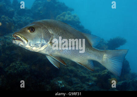 Rote Mangrove Snapper, Thailand / (Lutjanus Argentimaculatus) Stockfoto