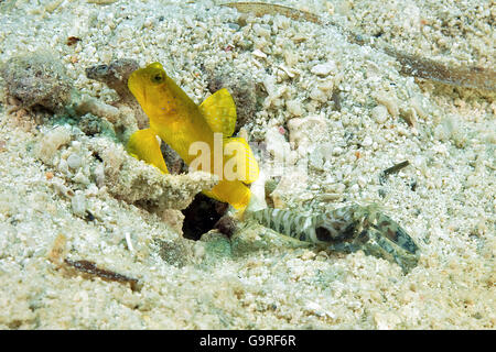 Gelb-Grundel und marmorierte Pistole Garnelen / (Cryptocentrus Cinctus) (Alpheus Rapax) / gelbe Wächter-Grundel, marmorierte schnappen Grundel Garnelen Stockfoto