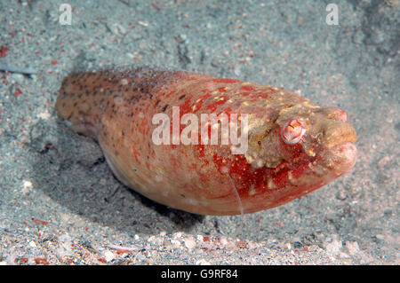 Stargazer Schlangenaal / (Brachysomophis Cirrocheilos) Stockfoto