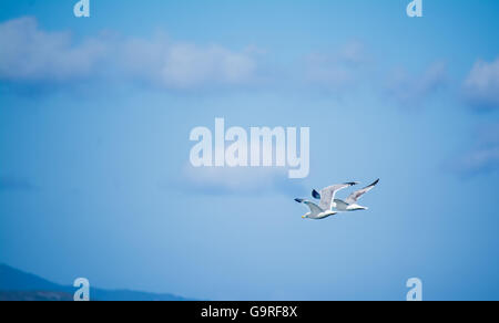 zwei Möwen fliegen in den blauen Himmel Stockfoto