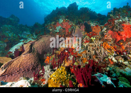 Korallenriff, Schwämme, Korallen, Carriacou und Petite Martinique, Grenada / Inseln über dem Winde Stockfoto