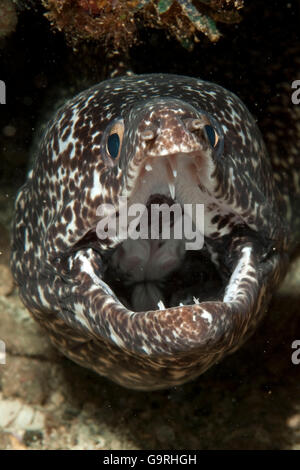 Moray Eel, Bahamas entdeckt / (Gymnothorax Moringa) Stockfoto