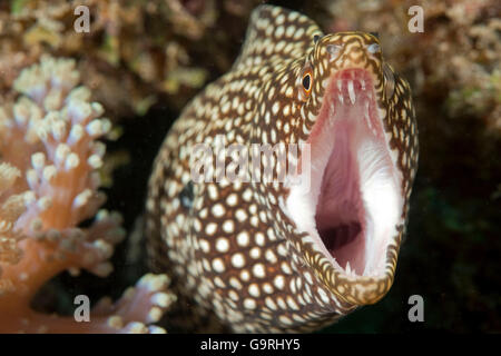 weiß-Mund Moray, Mauritius, Afrika, Indischer Ozean / (Gymnothorax Meleagris) Weissmaulmuraene, Mauritius, Afrika, Indischer Ozean / (Gymnothorax Meleagris) Stockfoto