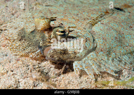 Tropische Flunder / (Bothus Mancus) Stockfoto