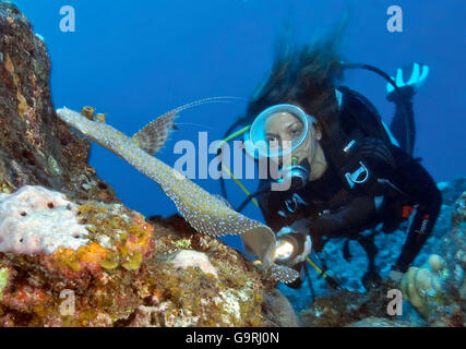 Taucher mit Tropische Flunder, Mauritius, Afrika, Indischer Ozean / (Bothus Mancus) Stockfoto