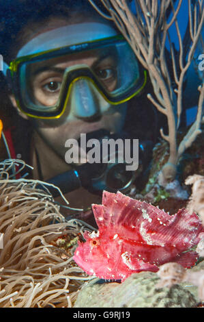 Taucher mit rosa Blatt Drachenköpfe, Yap. Mikronesien, westlichen Pazifik / (Taenianotus Triacanthus) Stockfoto