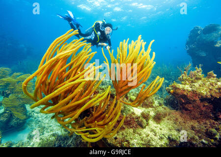 Taucher und Riesen Schlitz-Pore Sea Rod, Karibik, Amerika / (Plexaurella Nutans) Stockfoto