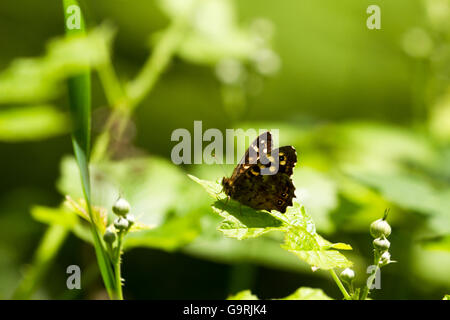 Gesprenkelte Holz Schmetterling auf Blatt in Sonne Stockfoto