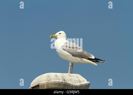 Kaspische Möve ruht auf elektrische Säule (Larus Cachinnans) Stockfoto