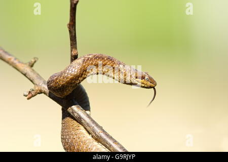 Schlingnatter im Baum über unscharfen Hintergrund (Coronella Austriaca) Stockfoto