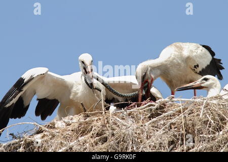 Ciconia Ciconia - Weißstorch Fütterung Küken im Nest mit einer Ringelnatter Stockfoto