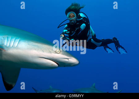 Graue Riffhaie und Taucher, Maneater, Raubtier, Pazifik, Indischer Ozean, Rotes Meer, Mikronesien / (Carcharhinus Amblyrhynchos) Stockfoto