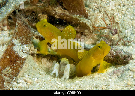 Gelb-Grundel und marmorierte Pistole Garnelen / (Cryptocentrus Cinctus) (Alpheus Rapax) Stockfoto