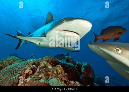 Graue Riffhaie, Maneater, Pazifik, Indischer Ozean, Rotes Meer, Mikronesien / (Carcharhinus Amblyrhynchos) Stockfoto