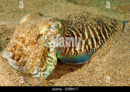 Tintenfische, Kalmare, Kanaren, Atlantik / (Sepia Officinalis) Stockfoto